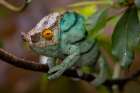 Africa, Madagascar, Andasibe-Mantadia National Park. Male Parsons chameleon on a branch. Art Print